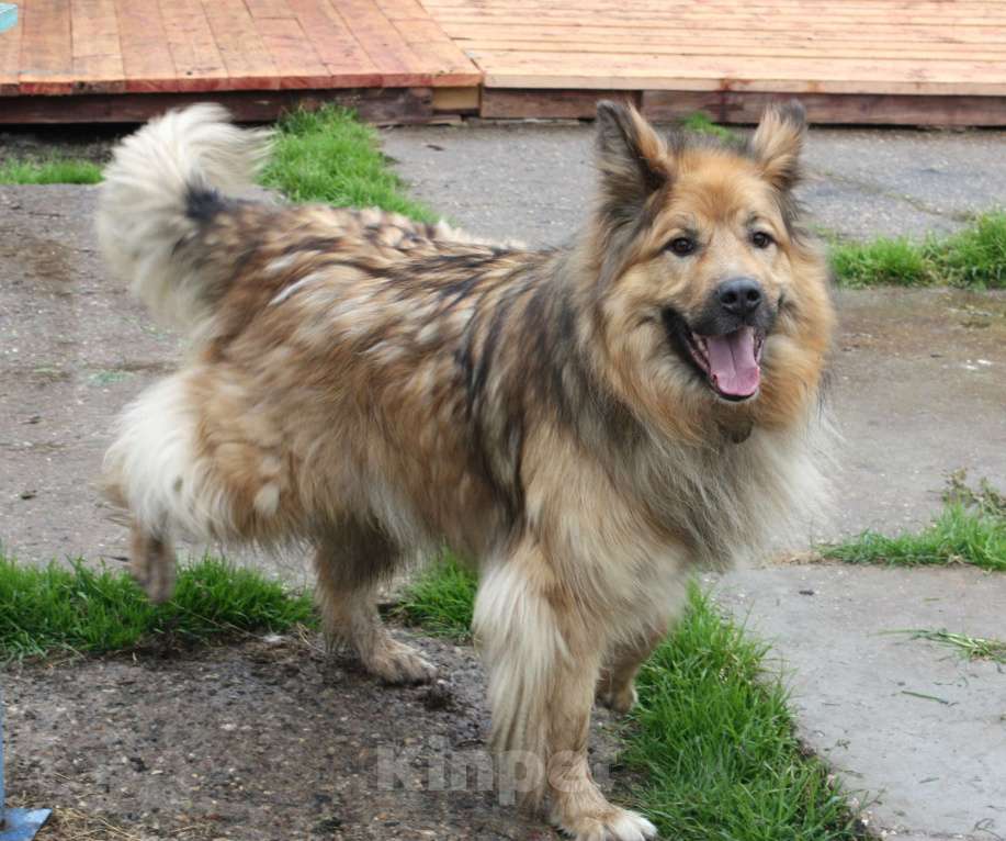 Собаки в Москве: Мишка в поисках дома и своей семьи Мальчик, Бесплатно - фото 1