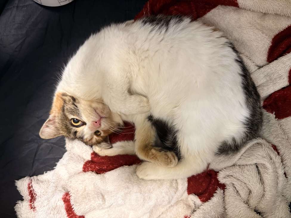 Кошки в Москве: ‼️Ирис ИЩЕТ ДОМ‼️МОСКВА И МО📣 Девочка, Бесплатно - фото 3