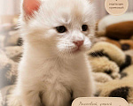 Кошки в Кисловодске: Котята Мейн-кун Разнополые, Бесплатно - фото 3