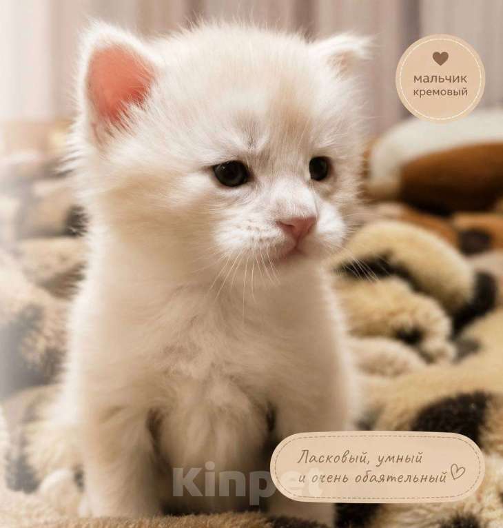 Кошки в Кисловодске: Котята Мейн-кун Разнополые, Бесплатно - фото 3