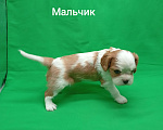 Собаки в Москве: Щенки кавалер Кинг Чарльз спаниель  Мальчик, 50 000 руб. - фото 1