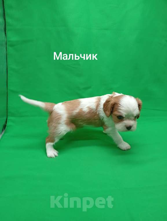Собаки в Москве: Щенки кавалер Кинг Чарльз спаниель  Мальчик, 50 000 руб. - фото 1