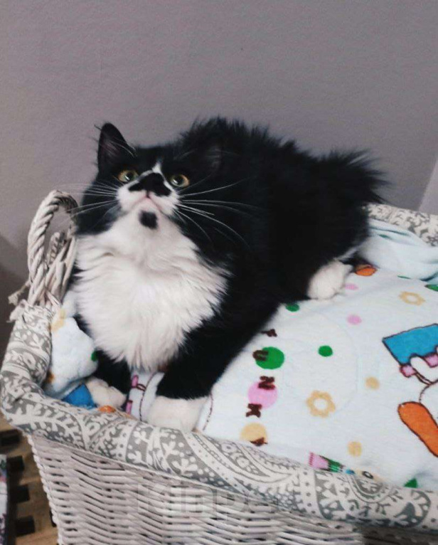 Кошки в других городах Московской области: Смешная девчоночка Мия в добрые руки Девочка, Бесплатно - фото 4