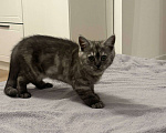 Кошки в Екатеринбурге: шотландский прямоухий длинношерстный котенок Девочка, 10 000 руб. - фото 3