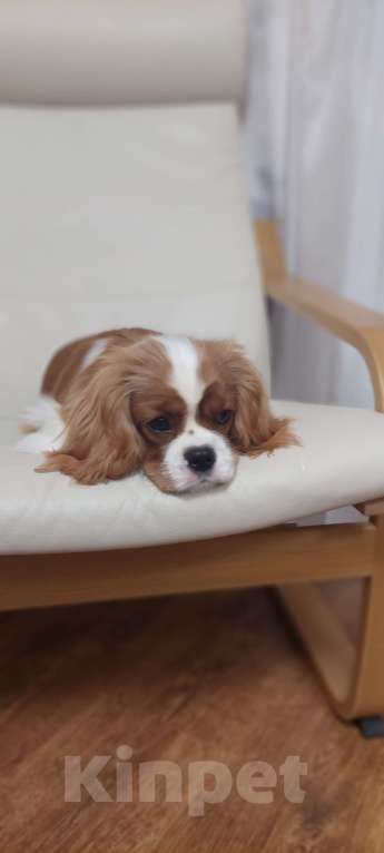 Собаки в Москве: Кавалер кинг чарльз спаниель Итен  Мальчик, 70 000 руб. - фото 2