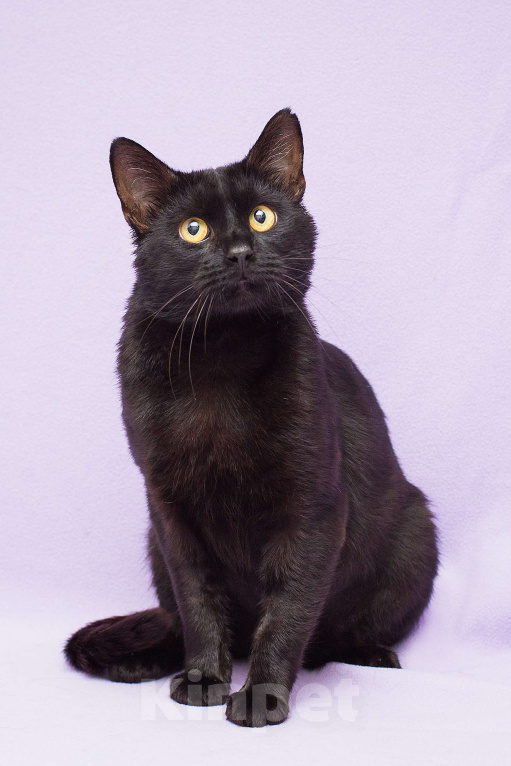 Кошки в Москве: Бу! Мальчик, Бесплатно - фото 4