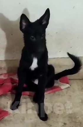 Собаки в Москве: Изящная красотка Джесси ищет дом Девочка, Бесплатно - фото 3