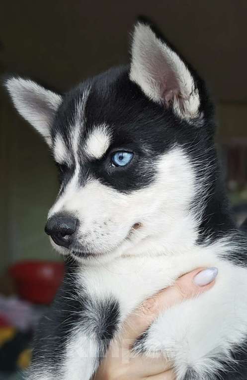 Собаки в Воронеже: Северная Мечта Фиалка Девочка, 9 500 руб. - фото 2