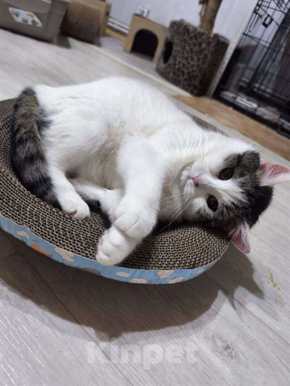 Кошки в Москве: Кошка Луша в добрые руки Девочка, Бесплатно - фото 4