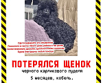 Собаки в Екатеринбурге: Потерялся щенок пудель чёрный Мальчик, Бесплатно - фото 1