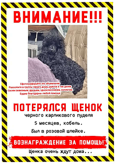 Объявление: Потерялся щенок пудель чёрный, Бесплатно, Екатеринбург