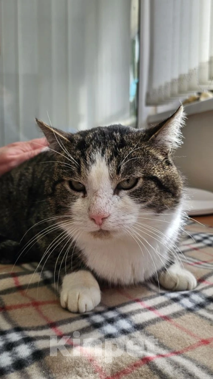 Кошки в Москве: Очень обстоятельный котик Борис ищет семью Мальчик, Бесплатно - фото 3