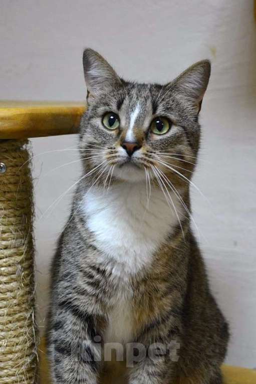 Кошки в Москве: Спокойный и разумный котенок Марьяна в добрые руки Девочка, Бесплатно - фото 2