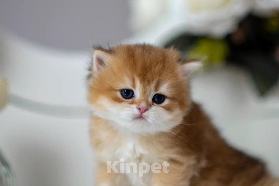 Кошки в Балашихе: Шикарный мальчик Бисквит Мальчик, 75 000 руб. - фото 6