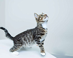 Кошки в Солнечногорске: Котенок ,2 мес в добрые руки Мальчик, Бесплатно - фото 7