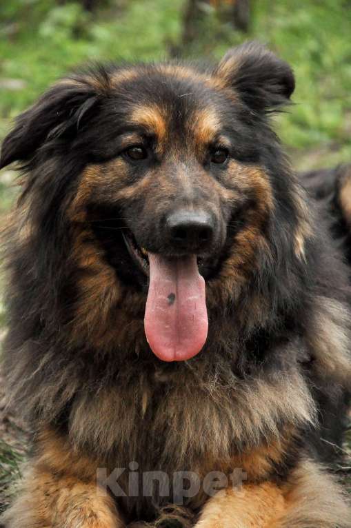 Собаки в Ногинске: Ербол в переводе с каз. «Будь настоящим мужчиной». Мальчик, Бесплатно - фото 6