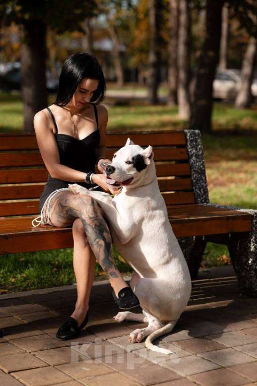 Собаки в Ростове-на-Дону: Аргентинский дог Мальчик, Бесплатно - фото 3