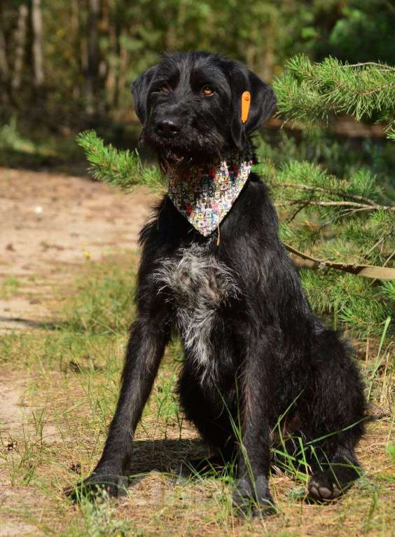 Собаки в Воронеже: Джерри ищет дом Мальчик, Бесплатно - фото 3