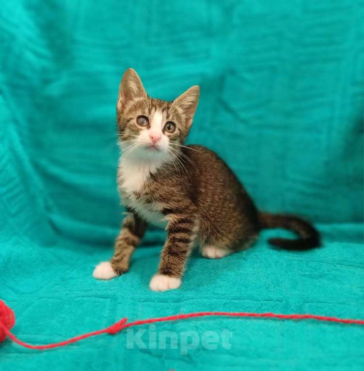 Кошки в Санкт-Петербурге: Маленькие красивые котята ищут дом Мальчик, Бесплатно - фото 7