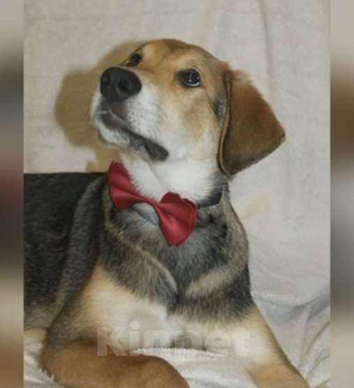 Собаки в Новосибирске: Солидный щенок в добрые руки Мальчик, Бесплатно - фото 1