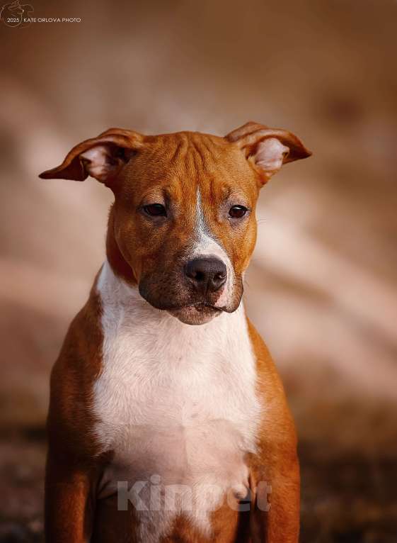 Собаки в Москве: Яркий пацан амстаффа  Мальчик, 70 000 руб. - фото 1