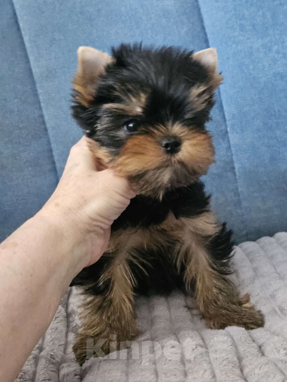 Собаки в Москве: Мальчик йорка Мальчик, 70 000 руб. - фото 5
