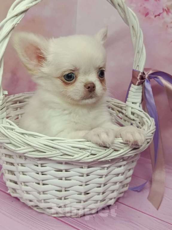 Собаки в других городах Московской области: Зефир Мальчик, 35 000 руб. - фото 4