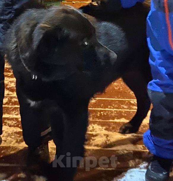 Собаки в Новосибирске: Вязка чудесного пса Мальчик, 500 руб. - фото 2