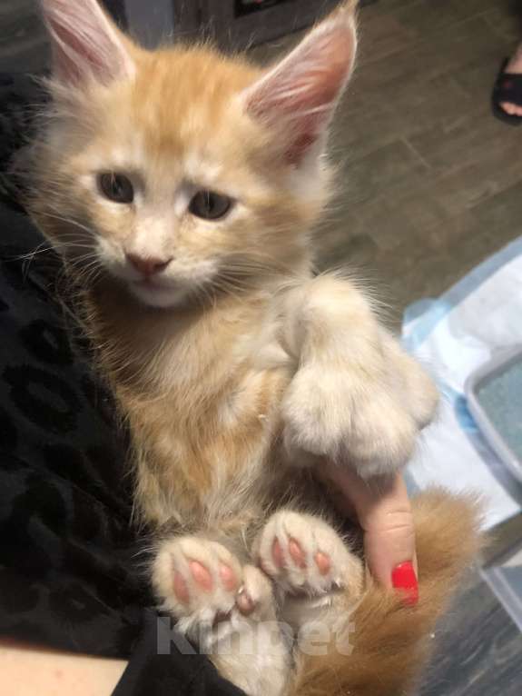 Кошки в Санкт-Петербурге: Полидакт Мальчик, 20 000 руб. - фото 4