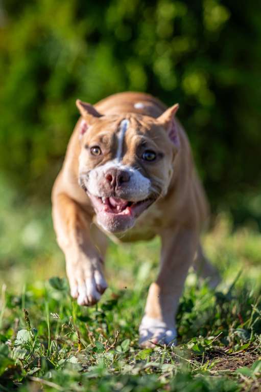 Собаки в Москве: щенята Девочка, 60 000 руб. - фото 4