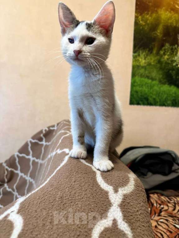 Кошки в Москве: Котята из леса в добрые руки Девочка, 1 руб. - фото 4