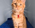 Кошки в Самаре: Котёнок породы Мейн-кун MCO female Lolanta, color d Девочка, 40 000 руб. - фото 1