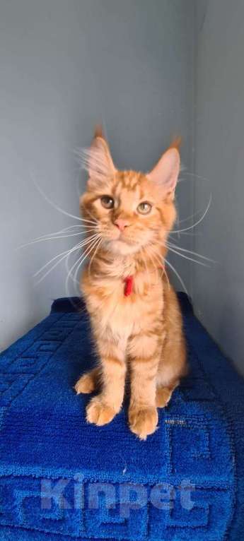 Кошки в Самаре: Котёнок породы Мейн-кун MCO female Lolanta, color d Девочка, 40 000 руб. - фото 1