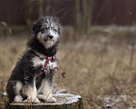 Собаки в Москве: Голубоглазый добрый мальчик Барошка 6 месяцев  Мальчик, 100 руб. - фото 3