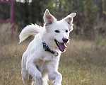 Собаки в Красноармейске: Собака ищет дом Мальчик, Бесплатно - фото 2