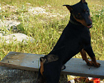 Собаки в Севастополе: Вязка,привозной выставочный кобель цвергпинчер,РКФ Мальчик, 3 000 руб. - фото 2
