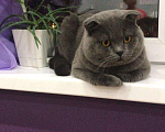 Кошки в Красноярске: Вязка с вислоухим шотландским котом, 1 500 руб. - фото 2