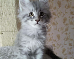 Кошки в Снежинске: Продажа котят Мейн кун, 9 000 руб. - фото 3