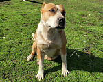 Собаки в Похвистнево: Щенки стаффордширского терьера, 10 000 руб. - фото 2