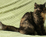 Кошки в Болхове: Красотки с плоскими мордашками, 12 000 руб. - фото 1