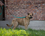 Собаки в Подольске: Жуле очень плохо без дома! Девочка, Бесплатно - фото 3