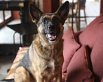 Собаки в Одинцово: Веник ищет дом Мальчик, Бесплатно - фото 5