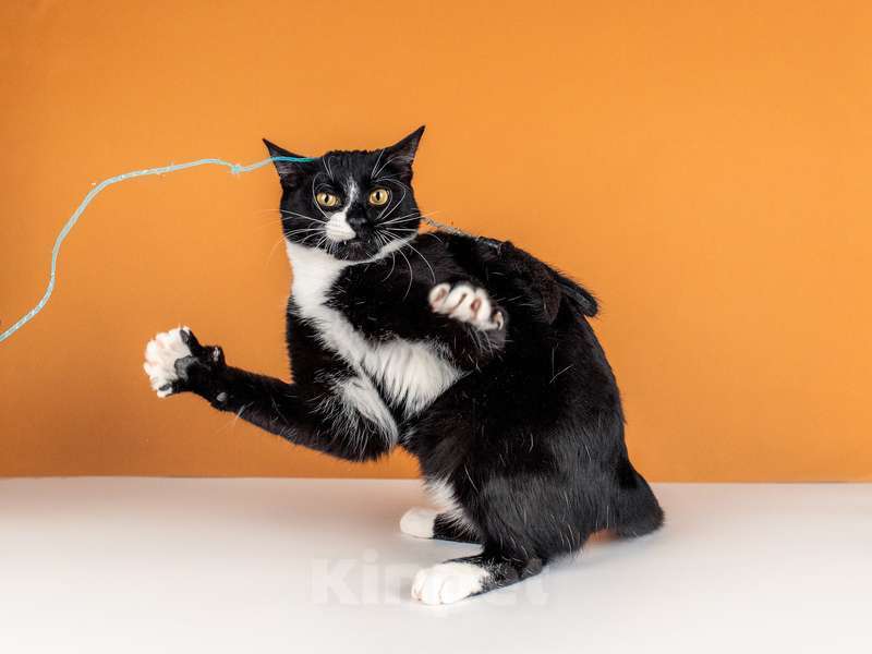 Кошки в Москве: Весёлый и беззаботный молодой кот Тоша в добрые руки Мальчик, Бесплатно - фото 8