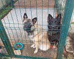 Собаки в Кировске: Ищем ответственных хозяев для замечательных щенят Мальчик, Бесплатно - фото 6
