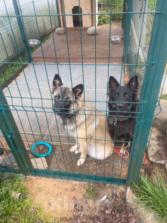 Собаки в Кировске: Ищем ответственных хозяев для замечательных щенят Мальчик, Бесплатно - фото 6