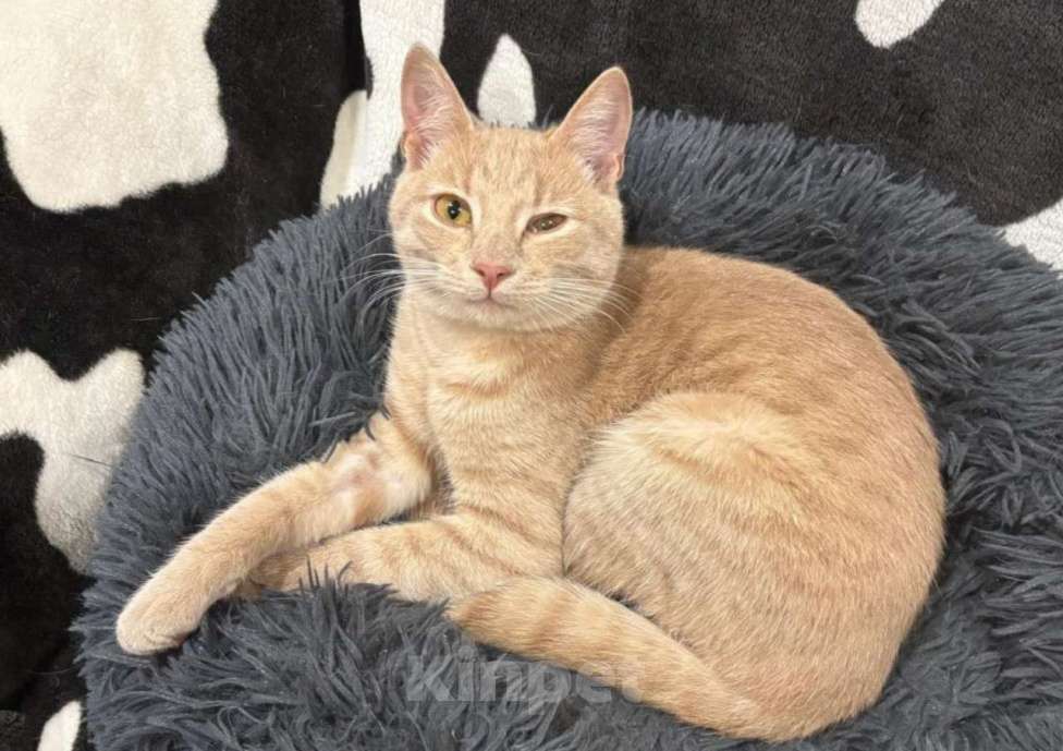 Кошки в Москве: Бося — рыжий котик в добрые руки. Мальчик, Бесплатно - фото 2