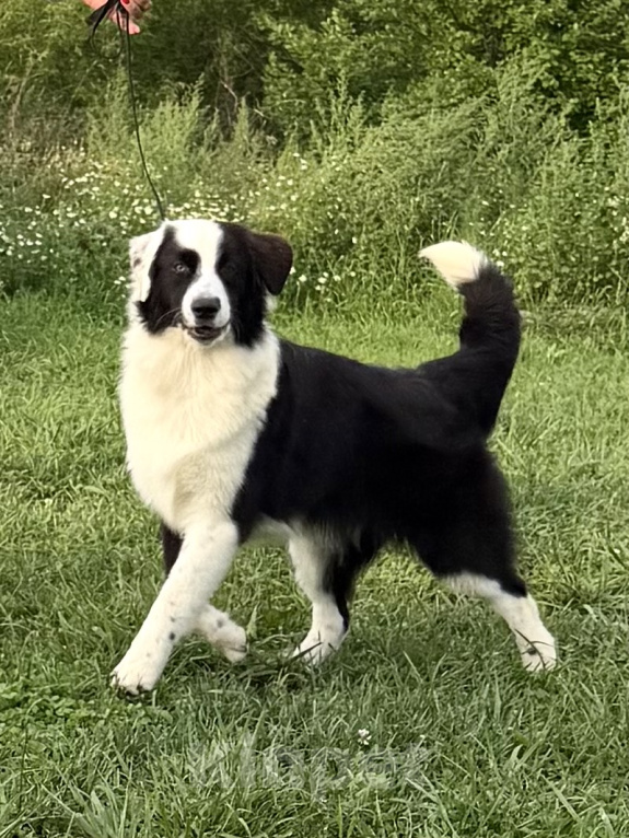 Собаки в других городах Новосибирской области: Щенки австралийской овчарки Девочка, 45 000 руб. - фото 1