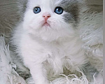 Кошки в Минеральном Воде: Шотландский Котёнок Девочка, 51 000 руб. - фото 1