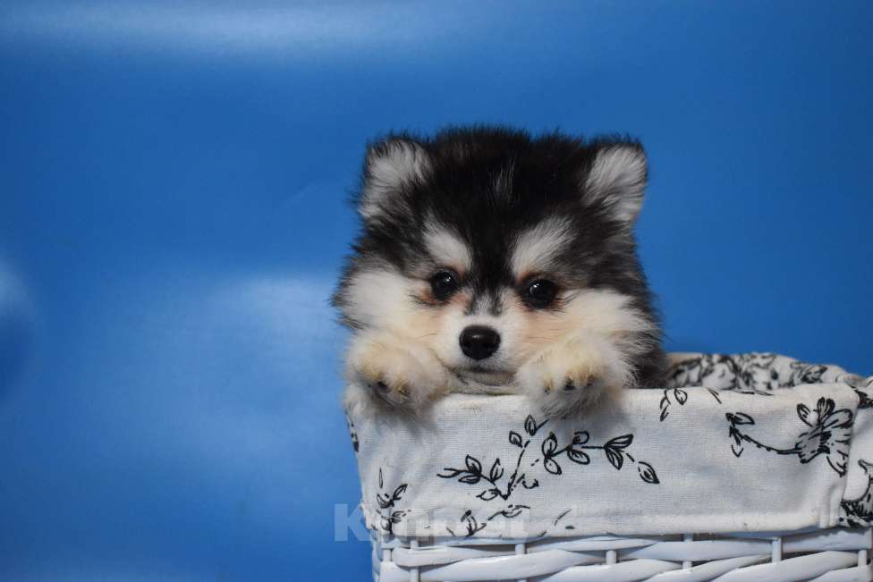 Собаки в Нижнем Новгороде: красотка Девочка, 45 000 руб. - фото 2