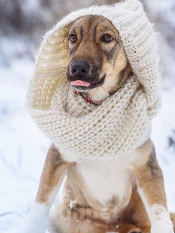 Собаки в Москве: Новогодний подарок Молли для Вас! Девочка, 1 руб. - фото 4